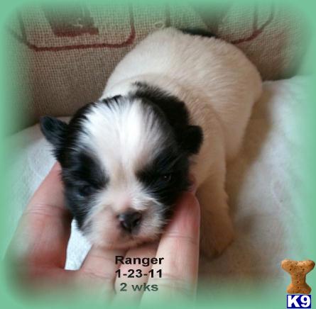 Shih+tzu+puppies+for+adoption+in+north+carolina