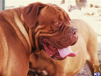 Dogue+de+bordeaux+puppies+for+sale+in+missouri