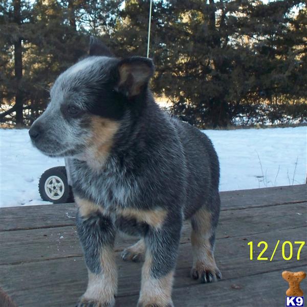 Puppies in NE