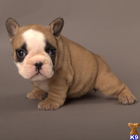 Puppies in New port richey