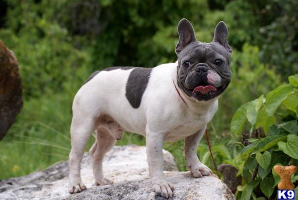 Stud Dogs - French Bulldog