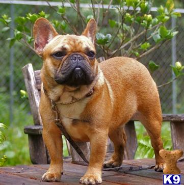 Stud Dogs - French Bulldog