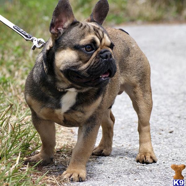 Stud Dogs - French Bulldog