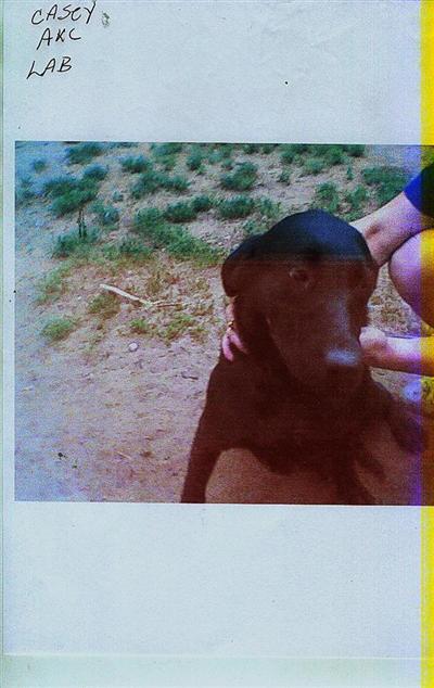 Dogs for Sale