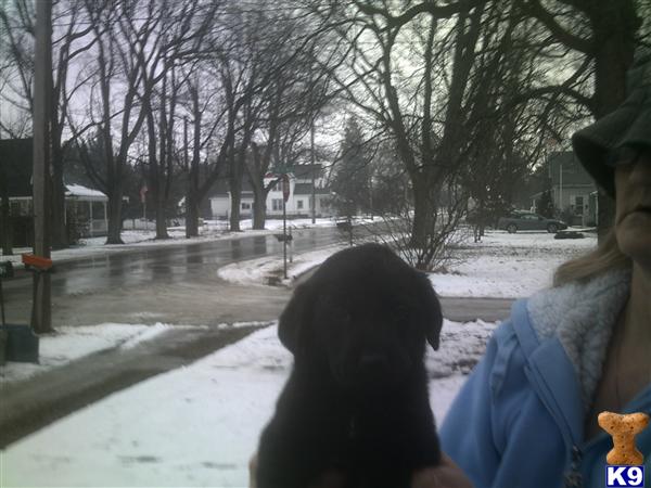 Labrador Retriever Puppies