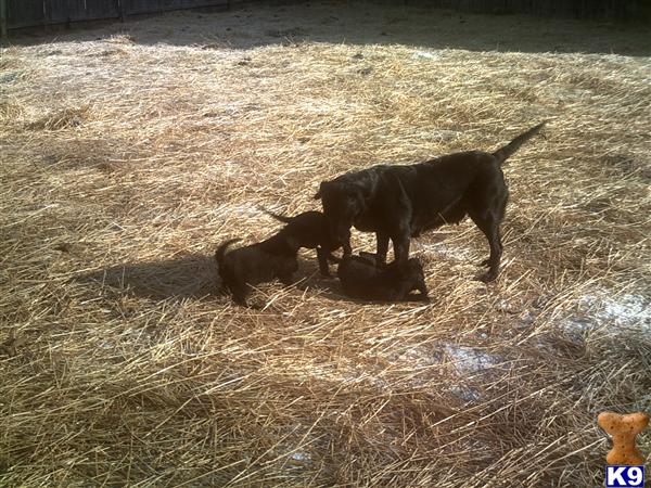 Puppies in MI