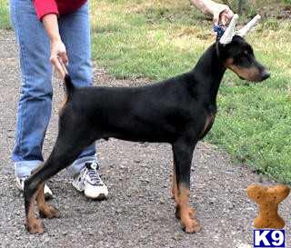 Puppies in OR