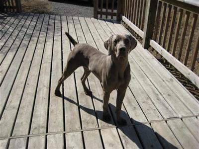 Stud Dogs in MN