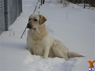 Stud Dogs - Labrador Retriever