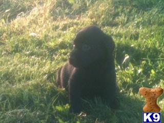 Puppies in MN