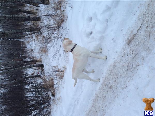 Stud Dogs - Labrador Retriever
