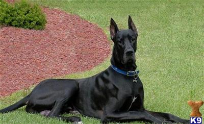 Great Dane Puppies for Sale