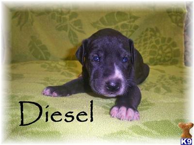Great Dane Puppies for Sale
