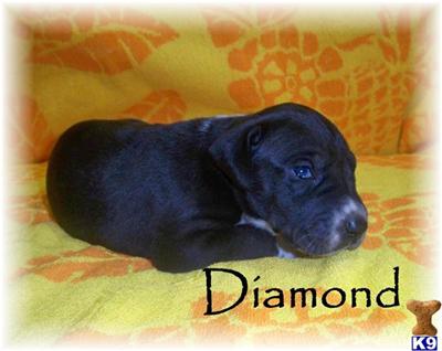 Great Dane Puppies for Sale