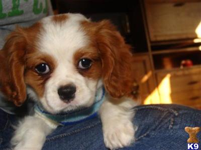 Stud Dogs - Cavalier King Charles Spaniel