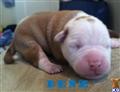American Bulldog