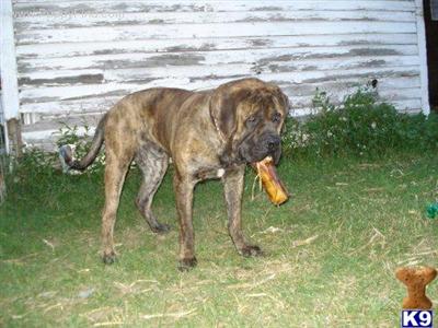 Stud Dogs - Mastiff