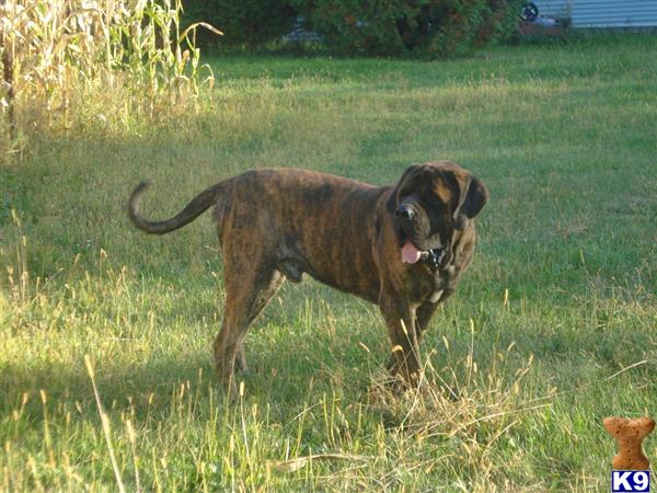 Stud Dogs in MN