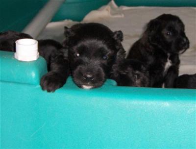 Bouvier des Flandres Puppies for Sale