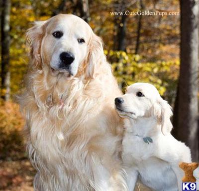 Puppies in NJ