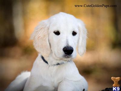 Puppies in NJ