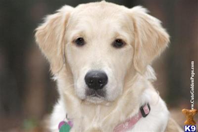 Puppies in NJ