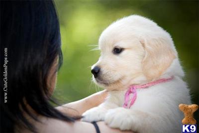 Puppies in NJ