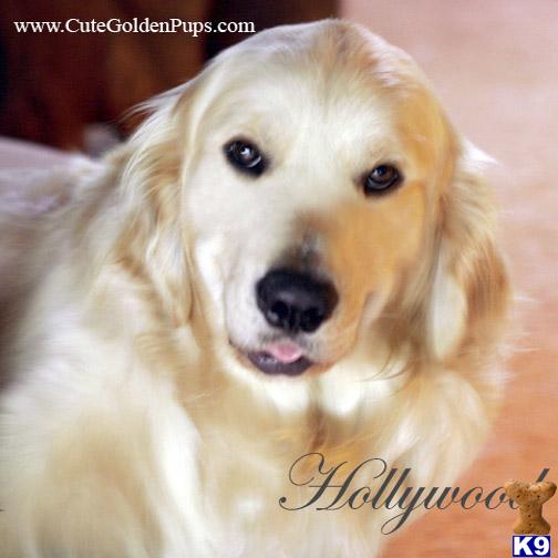 Golden Retriever Puppies