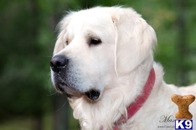 Golden Retriever Puppies