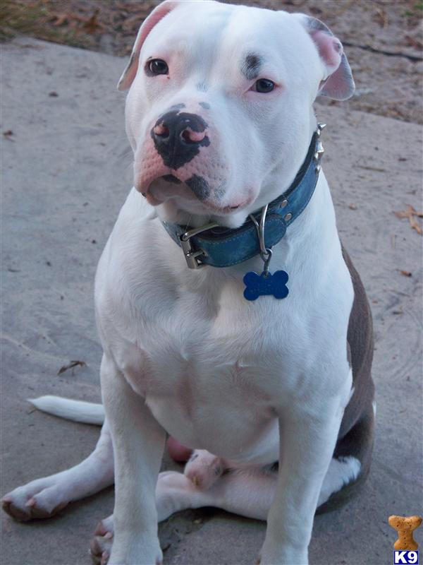 Stud Dogs in FL
