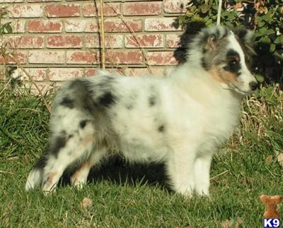 Dogs for Sale in CA