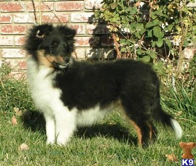 Shetland Sheepdog Puppies for Sale