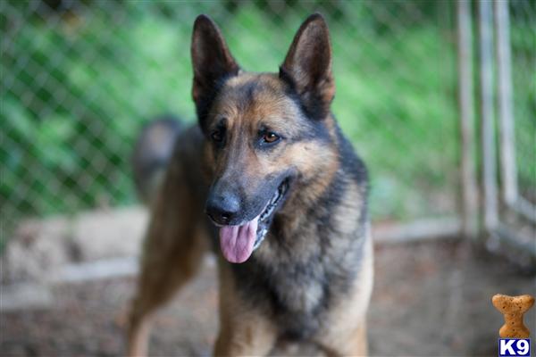 german shepherd puppies for sale in kentucky shepherd puppies for sale maine breeds picture german shepherd puppies for sale in kentucky shepherd puppies for sale maine breeds picture