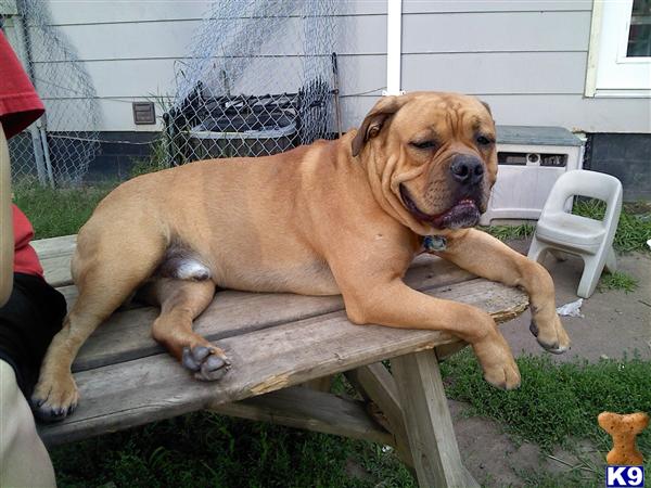 Dogs for Sale in WI