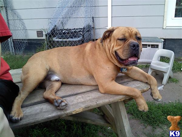 Stud Dogs - Old English Bulldog