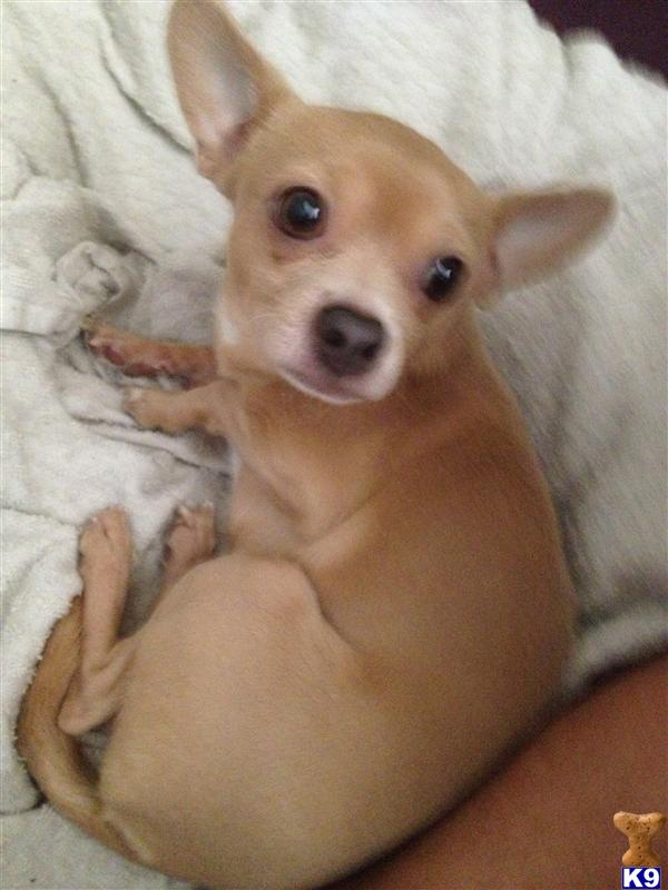 Stud Dogs - Chihuahua