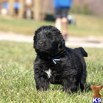 newfoundland mix puppies