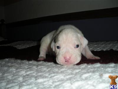 Boxer Puppies for Sale