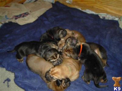 Puppies in WI