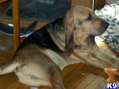 Dogs for Sale in WI