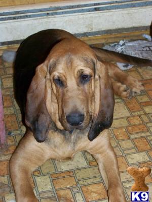 Dogs for Sale in WI