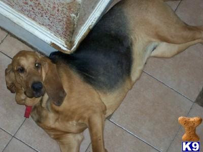 Dogs for Sale in WI