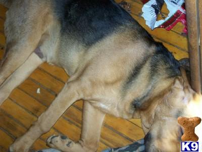 Dogs for Sale in WI