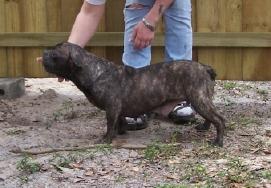 Dogs for Sale in FL