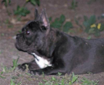 Dogs for Sale in FL