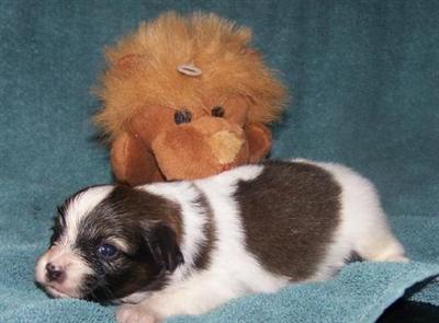 Papillon Puppies in FL