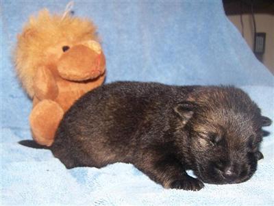 German Shepherd Puppies in FL