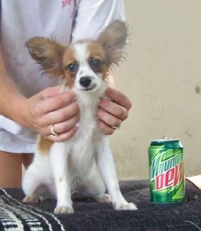 Papillon Puppies in FL