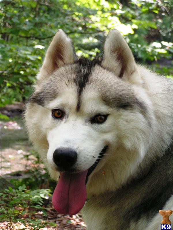 Stud Dogs - Siberian Husky