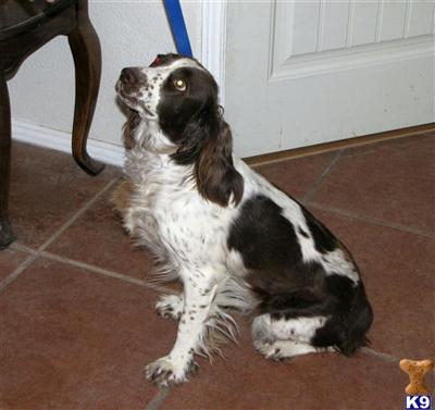 English Springer Spaniel Puppies for Sale